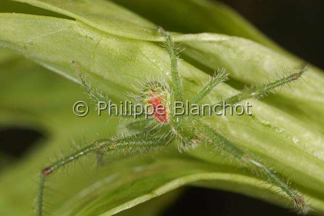Thomisidae_9962.JPG - France, Araneae, Thomisidae, Araignée-crabe, Hériée velue (Heriaeus hirtus), mâle,  Crab spider